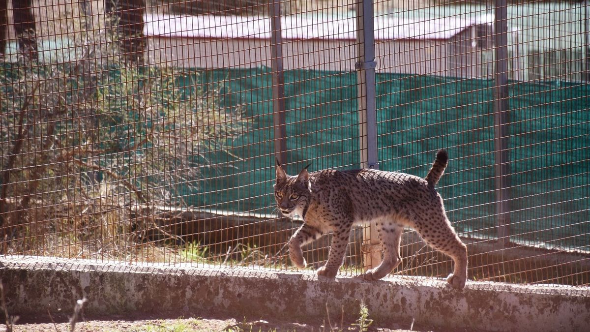 Un lince en las instalaciones de La Olivilla.