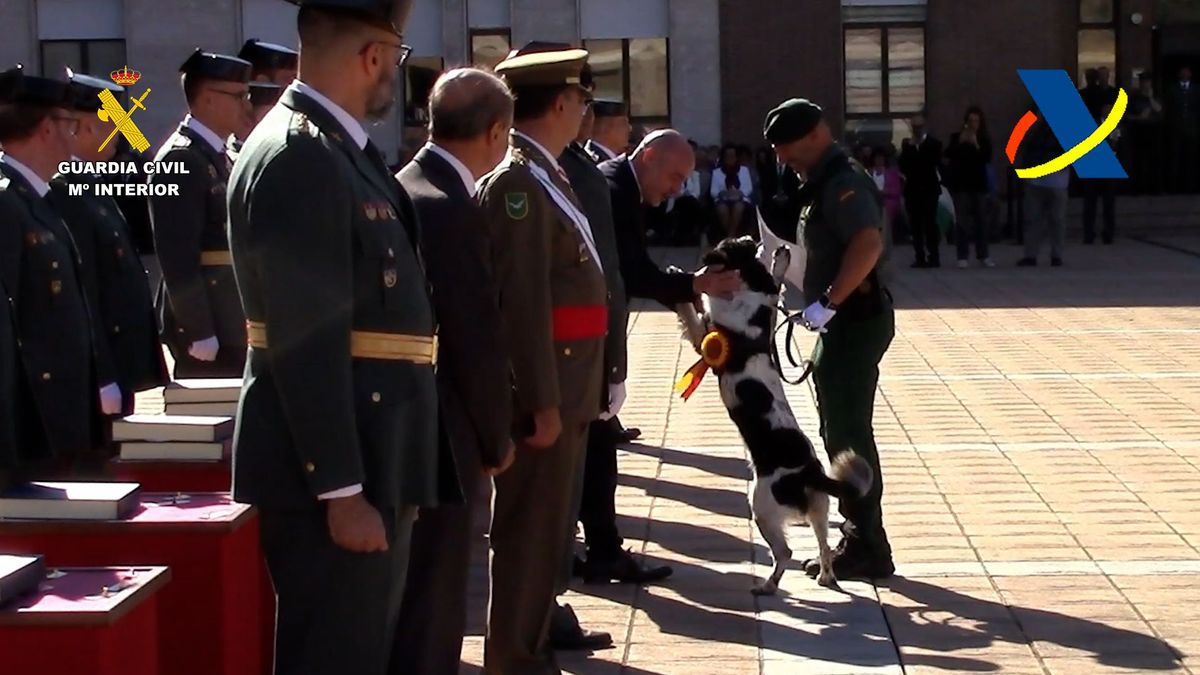 El "agudo" olfato de Neo, el perro condecorado por detectar 800 kilos de cocaína en Puerto de Barcelona