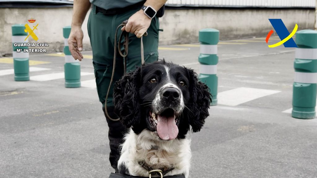 El "agudo" olfato de Neo, el perro condecorado por detectar 800 kilos de cocaína en Puerto de Barcelona