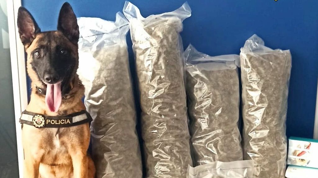 El perro policía junto a la droga incautada