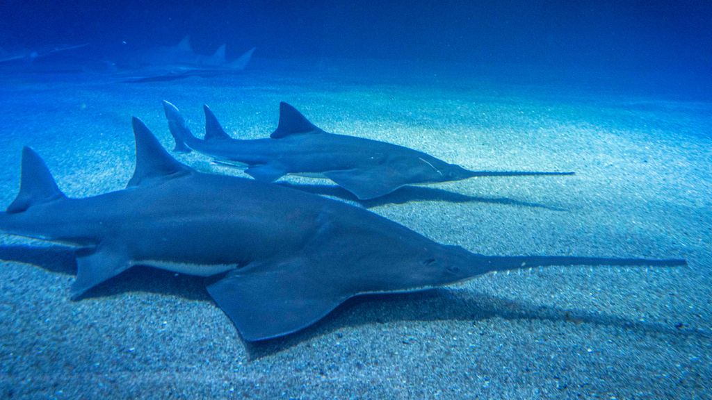 Con la llegada de Remi, el Oceanogràfic abre la posibilidad de formar una pareja reproductora