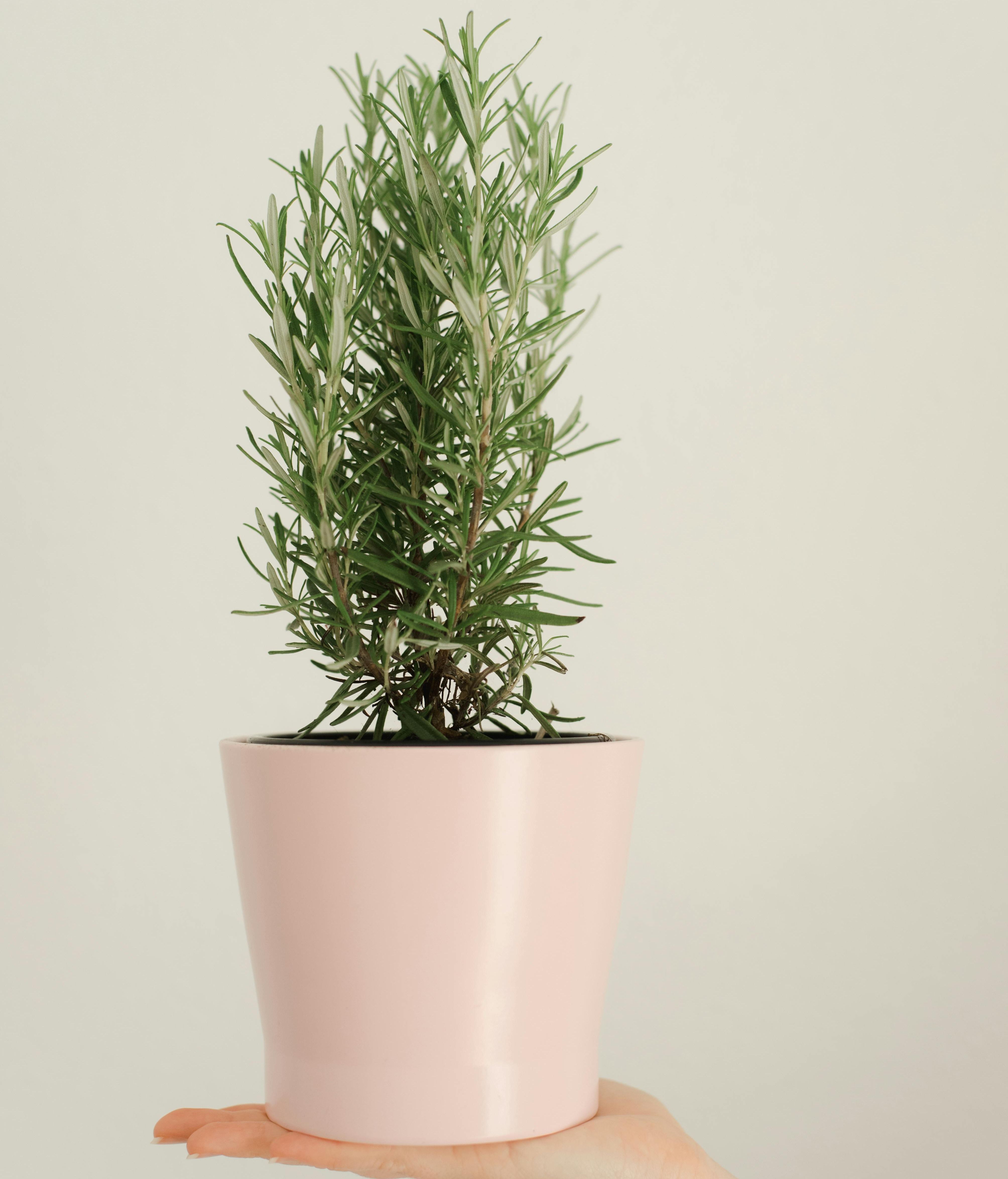 El aroma del romero es intenso. FUENTE: Pexels