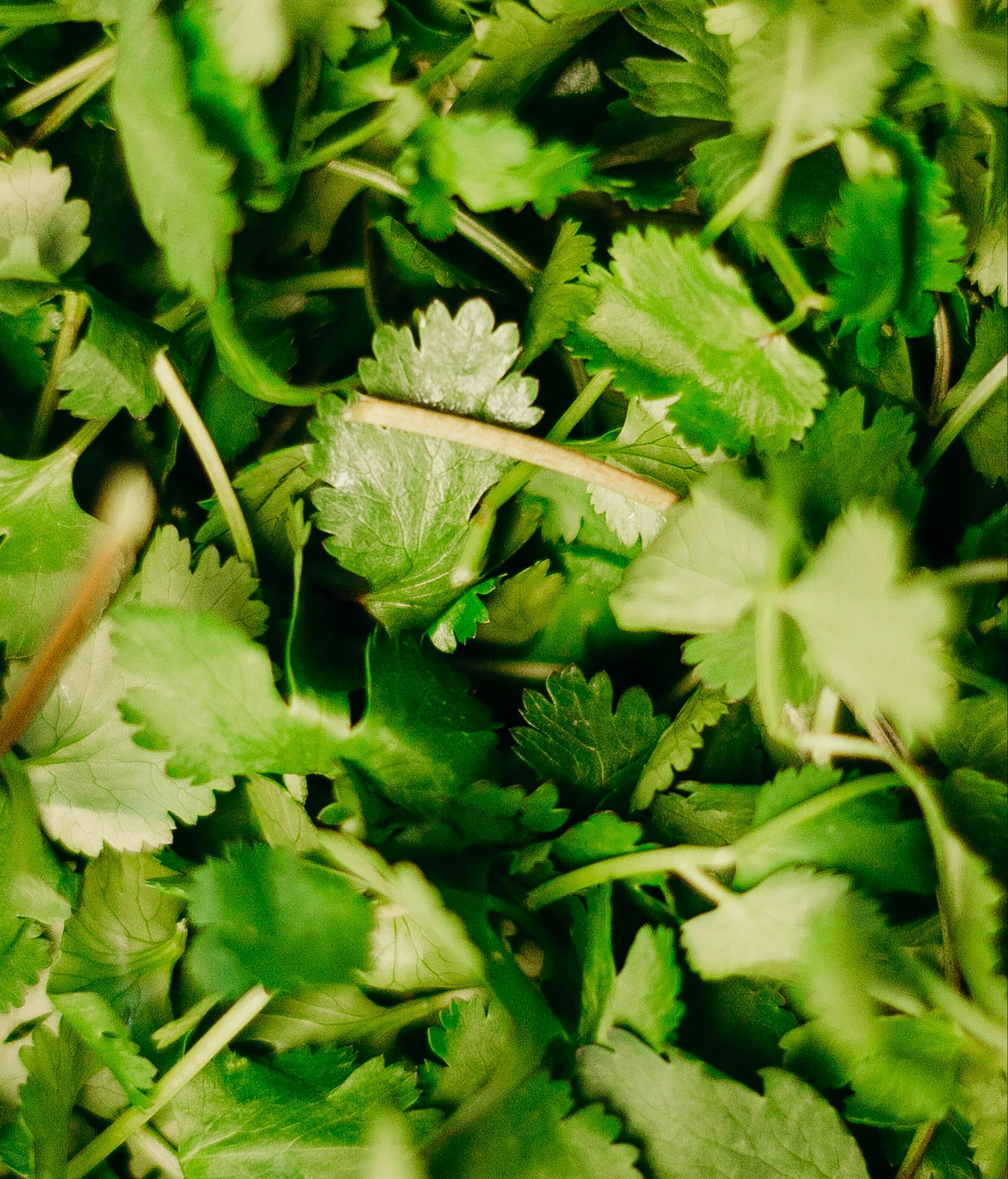 El cilantro tiene un potente sabor. FUENTE: Pexels