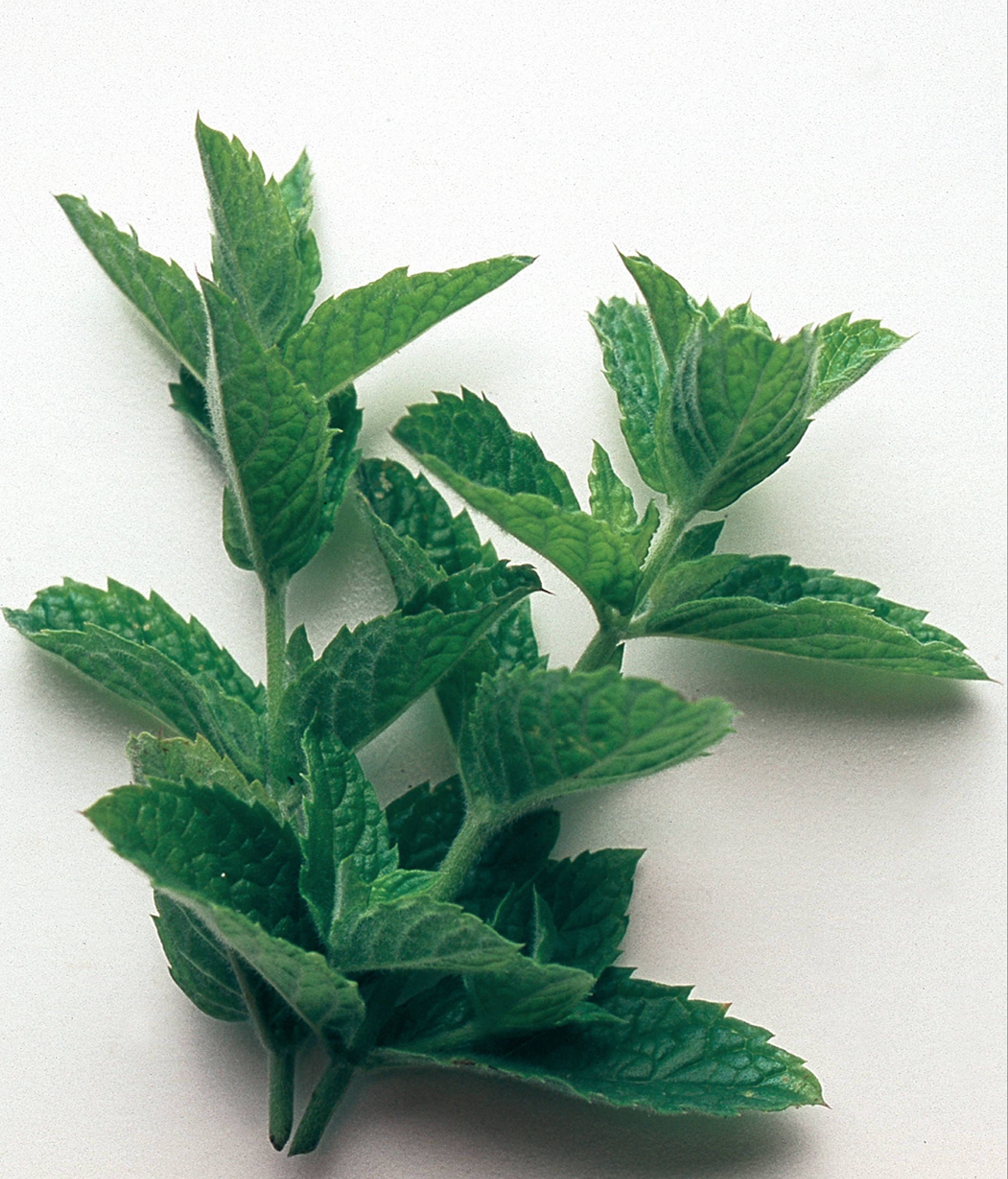 La hierbabuena ayuda a proteger la vista. FUENTE: Cordonpress