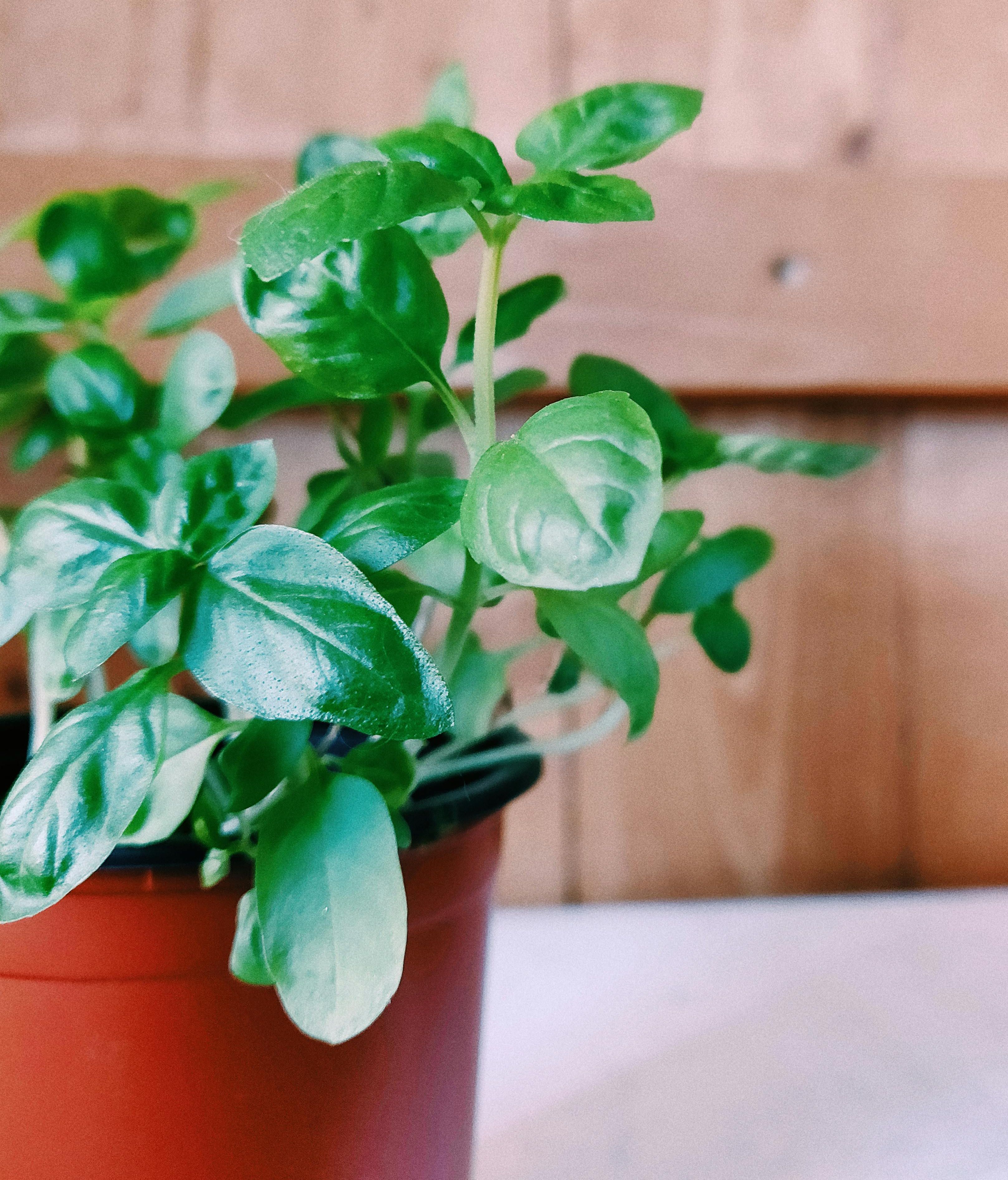 Planta de albahaca. FUENTE: Pexels