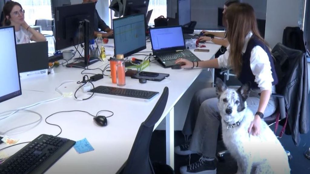 Traer al trabajo a tu mascota para no dejarla sola: las nuevas políticas 'petfriendly'