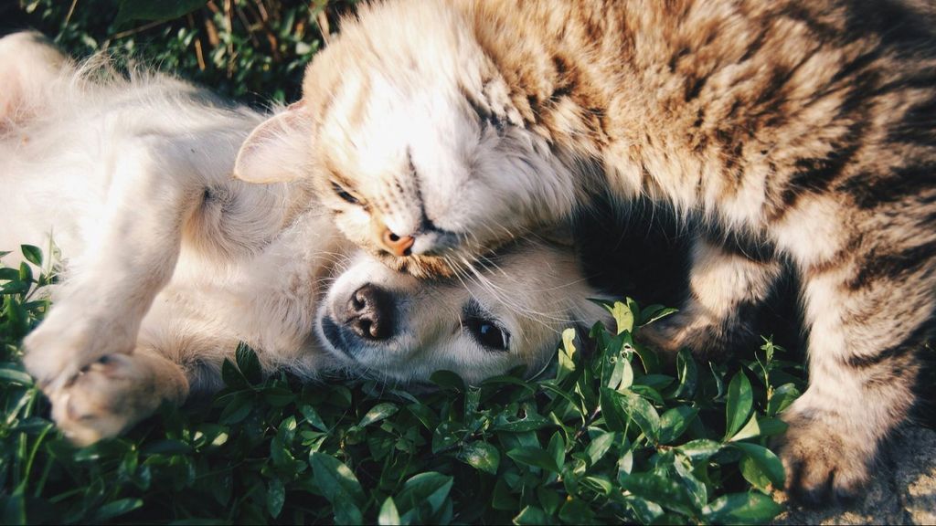 Perro y gato