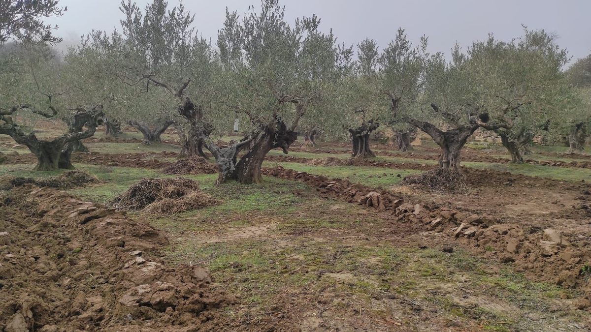 Algunos de los olivos centenarios que cultiva Héctor Eraso