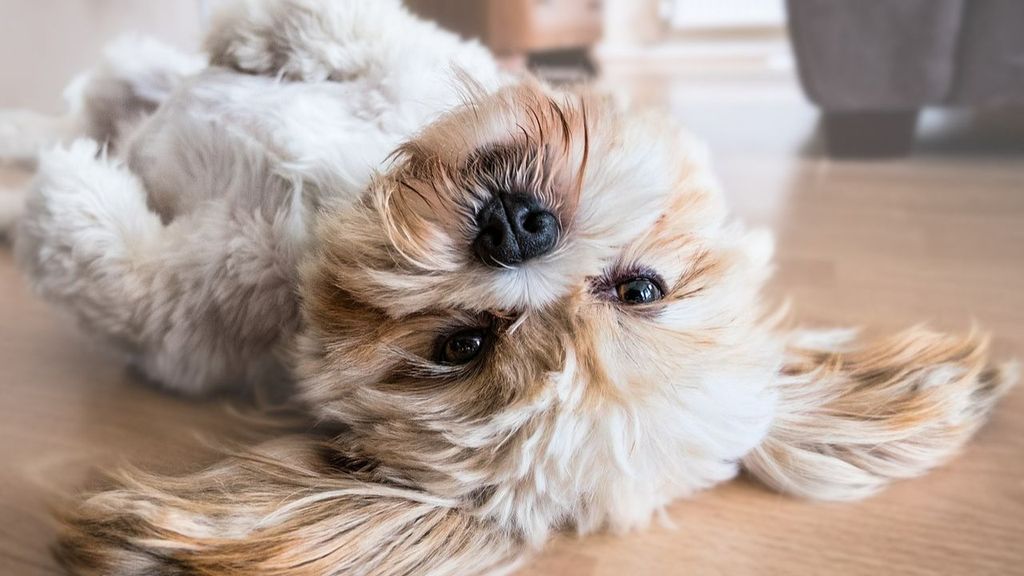 Los beneficios de llevar a tu mascota al puesto de trabajo: reduce el estrés y mejora la productividad