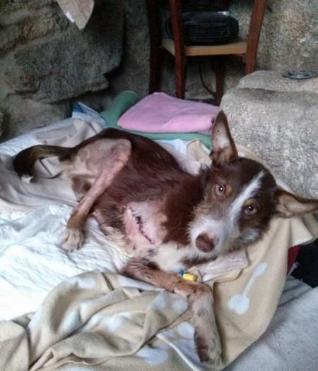 Pese a que los especialistas les recomendaron practicarle la eutanasia, sus cuidadoras no se rindieron