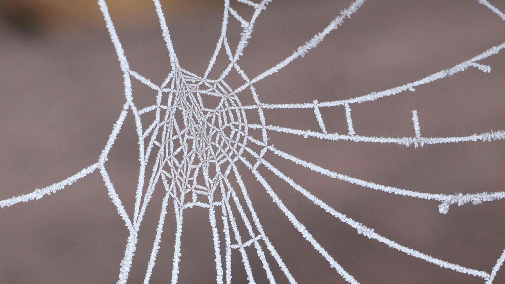 Telaraña Madrid