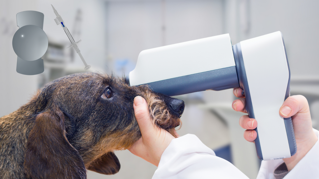 Un veterinario comprueba los ojos de un perro