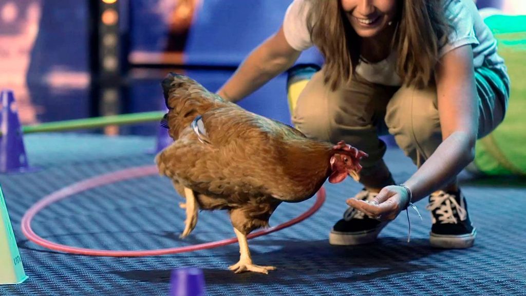 Paupeta sorprende al jurado haciendo lo que nadie espera de una gallina: "Tiene mérito porque van a su bola" Got Talent Temporada 10 Top Vídeos 104