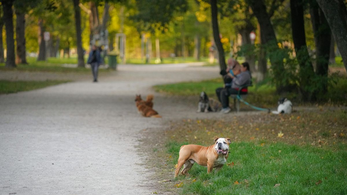 ADN a heces de perros en Igualada, Barcelona: analizarán los excrementos para multar a los dueños