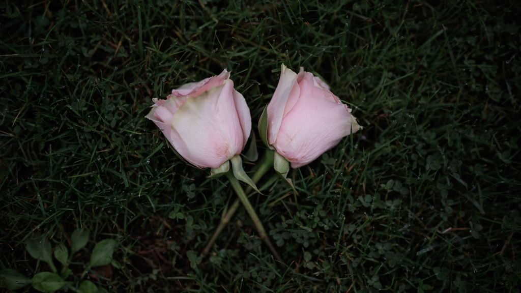 Flores en un cementerio