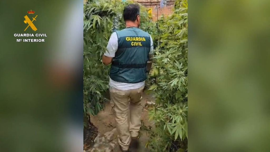 La Guardia Civil desmantela una plantación de marihuana en una vivienda de la localidad de Paymogo, Huelva