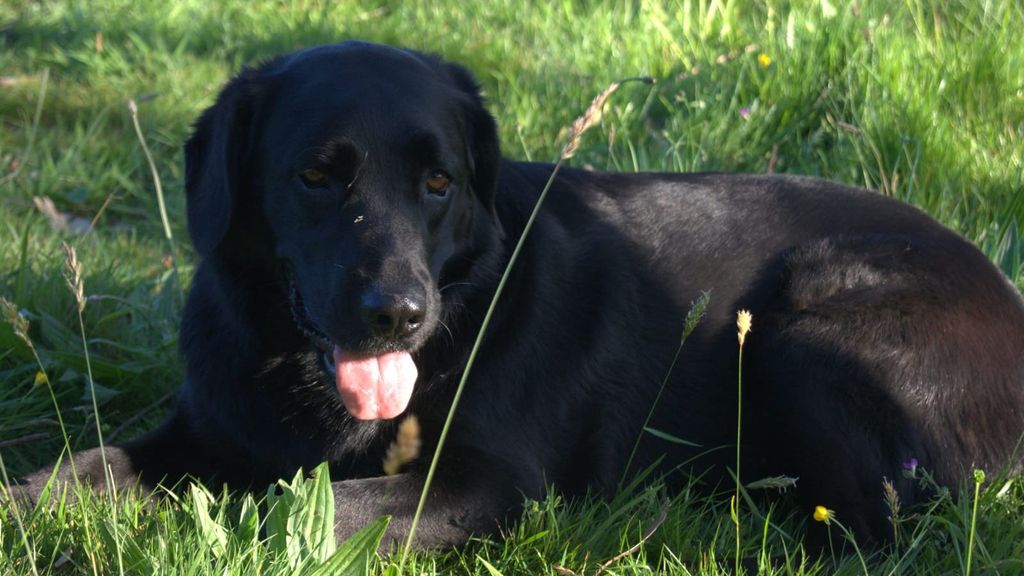 Senda es un labrador mezcla con pastor alemán de nueve años y 34 kilos