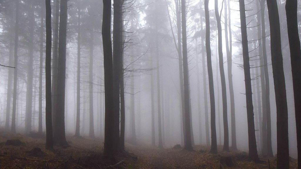 Niebla en un bosque.