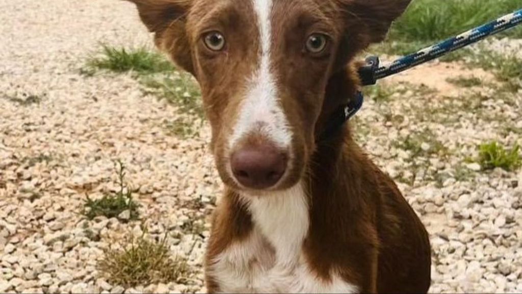 Un perro de la protectora Modepran, en Valencia