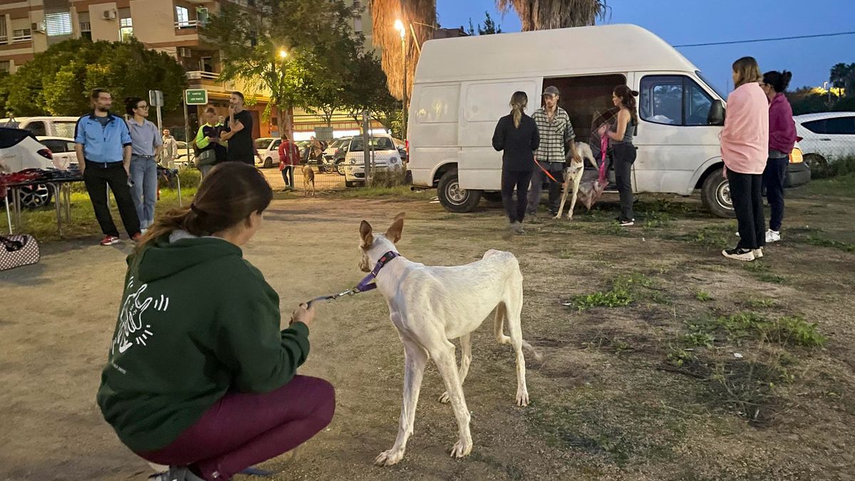 El campo de fútbol de un club de barrio de Valencia se ha convertido en un punto donde se centralizala acogida temporal de animales que se han quedado sin hogar por las inundaciones.