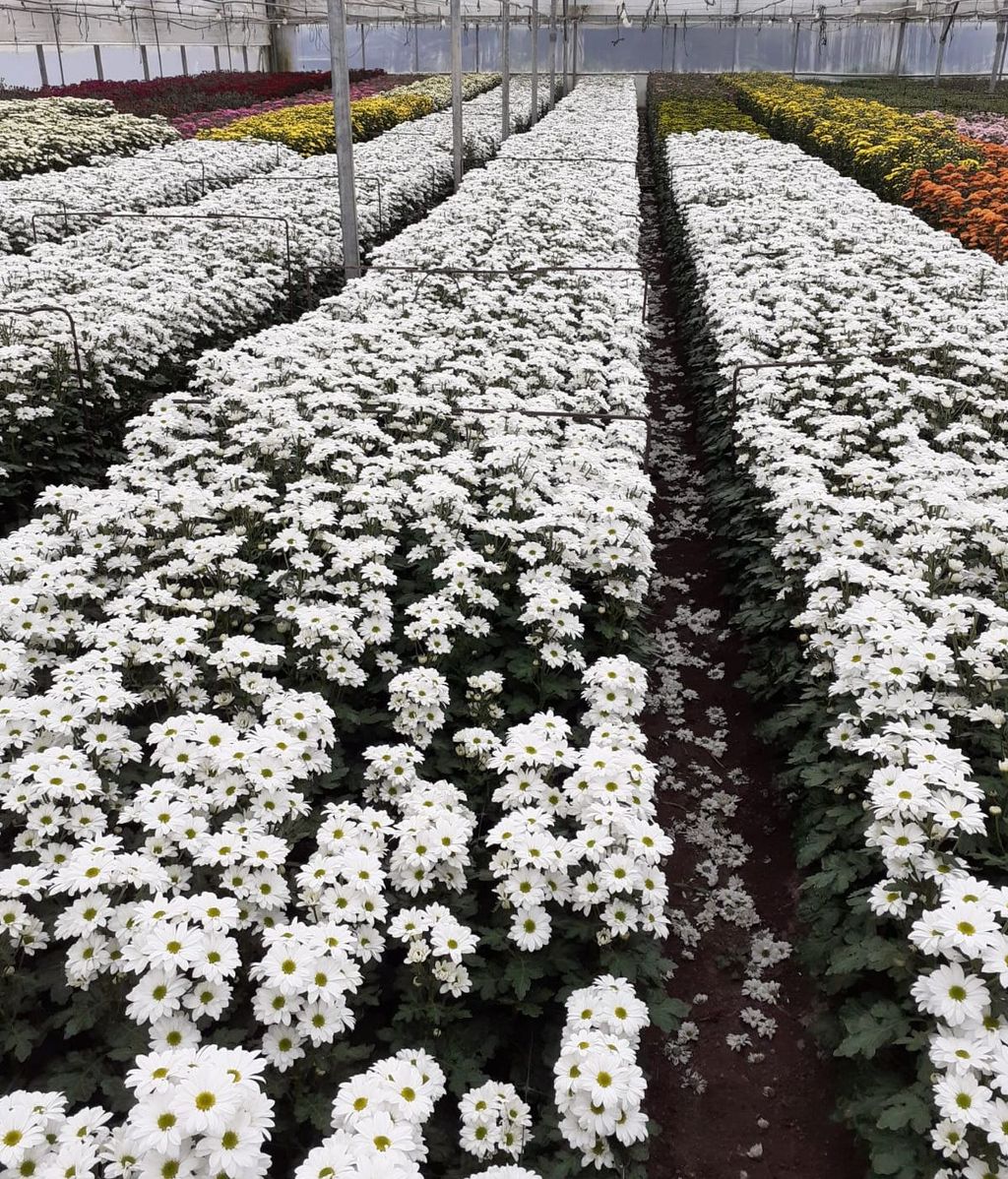 Invernadero de flor cortada de Chipiona, Cádiz