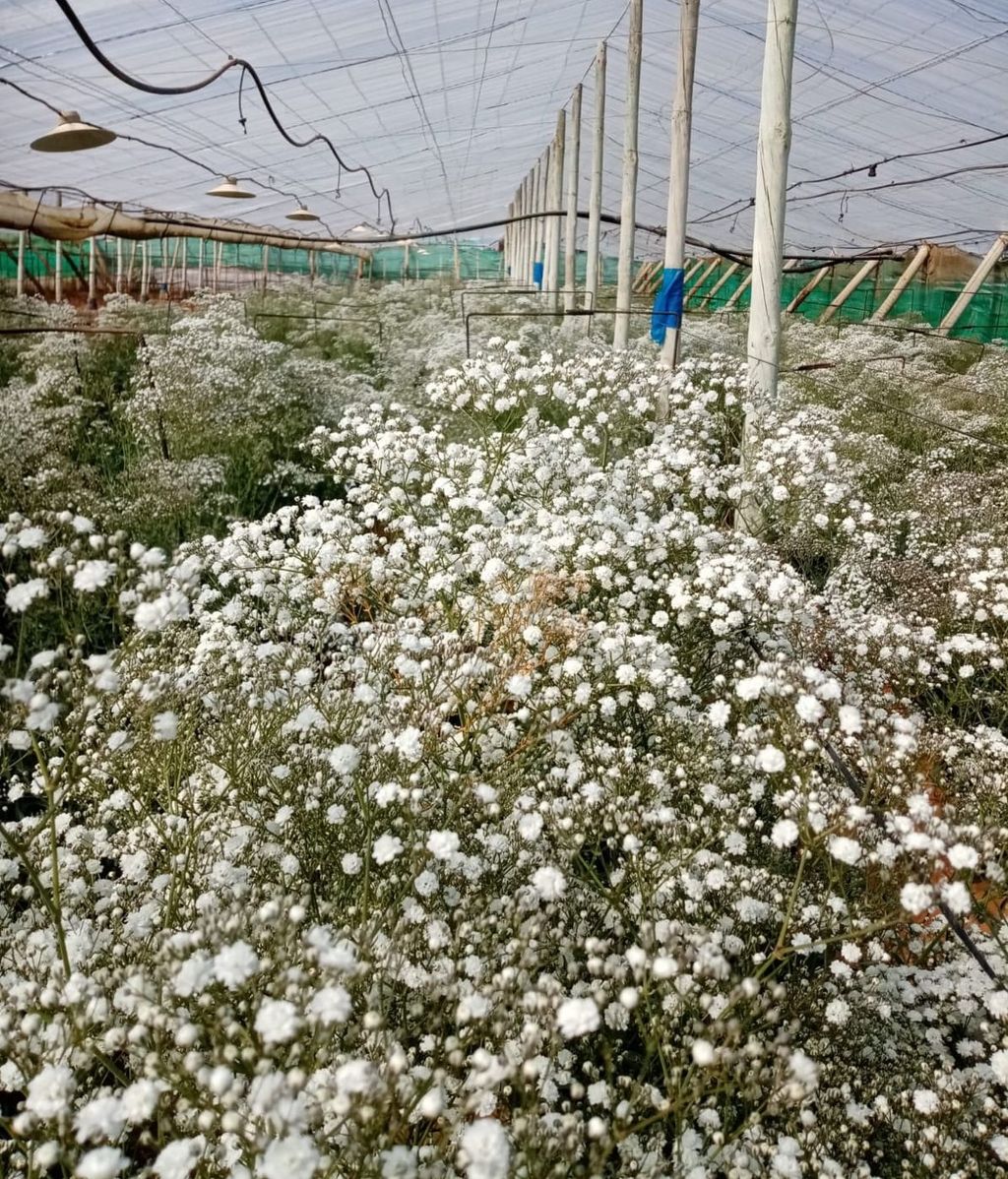 Invernadero de flor cortada de Chipiona, Cádiz