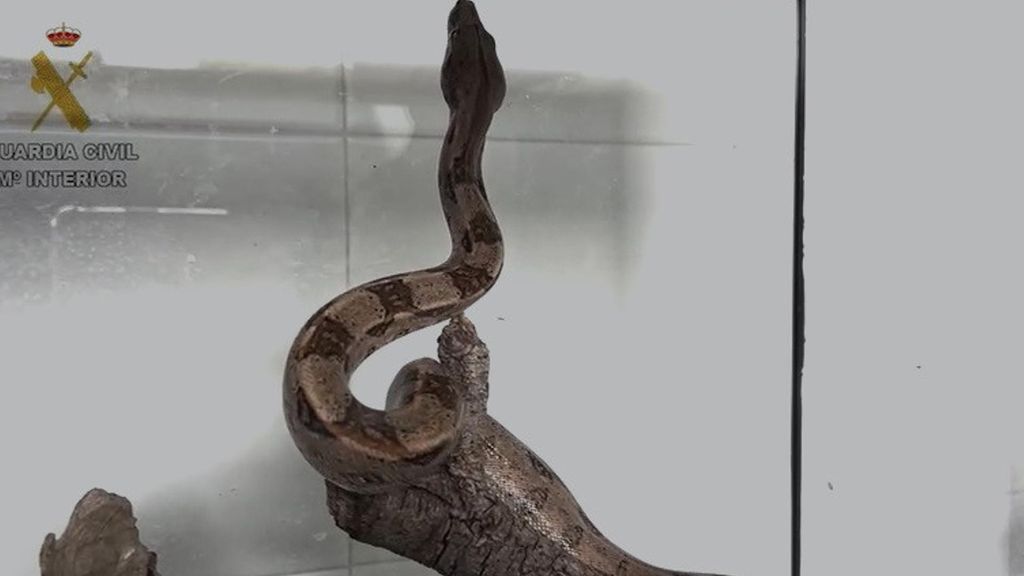 Investigan a un hombre por tener ilegalmente una boa constrictor imperator en su casa de Villalbilla