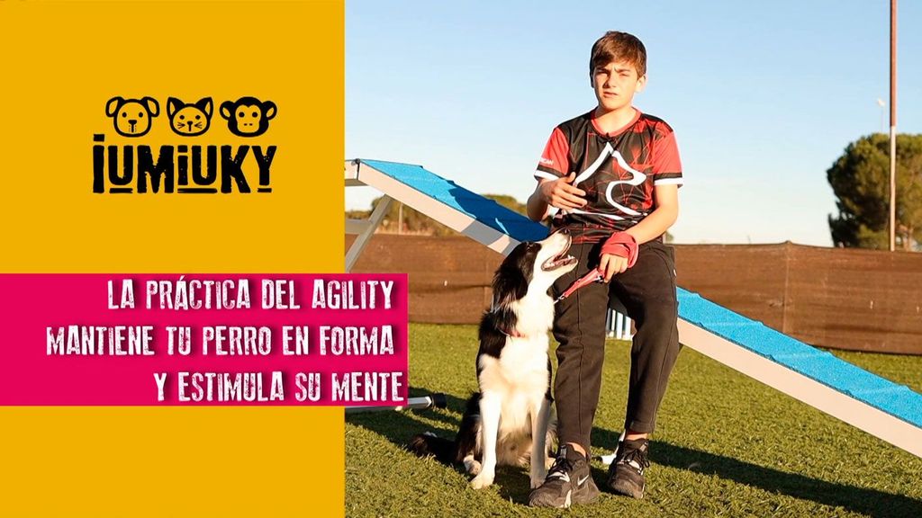 La práctica del agility Iumiuky Temporada 3 Programa 239