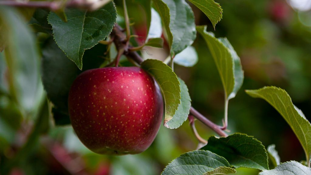 Puedes congelar las manzanas. FUENTE: Pexels