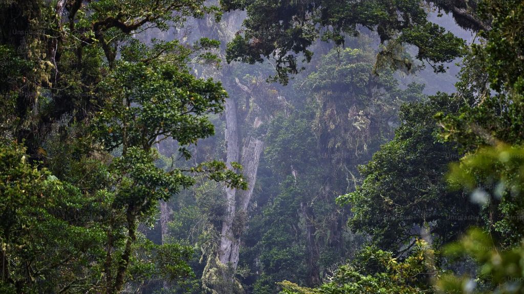 Bosque nacional Ocala, Florida