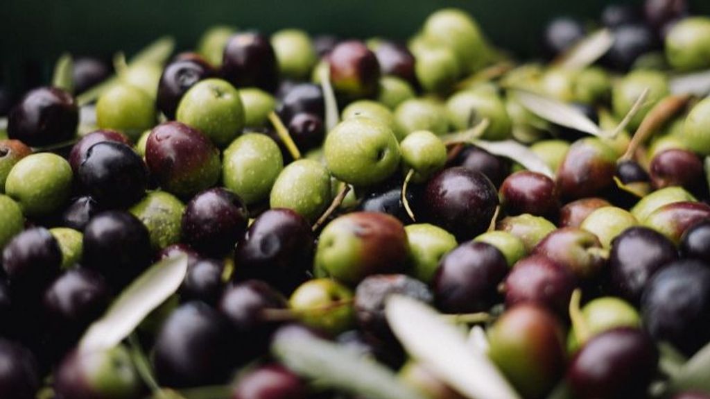 cuantas aceitunas para elaborar aceite