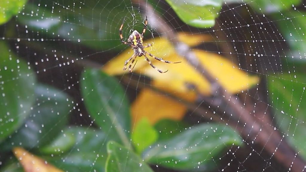 ¿Por qué hay más telarañas en otoño? Informativos Telecinco Tiempo de Flora 201