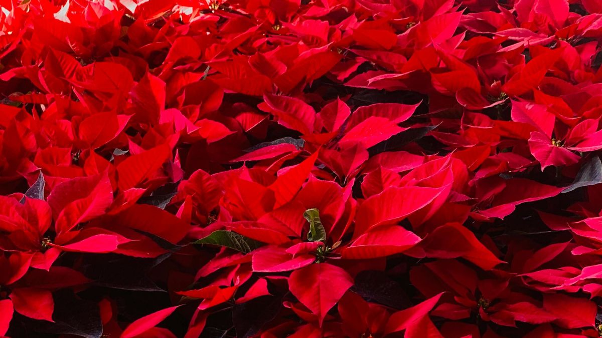 La Flor de Pascua es la planta de la Navidad