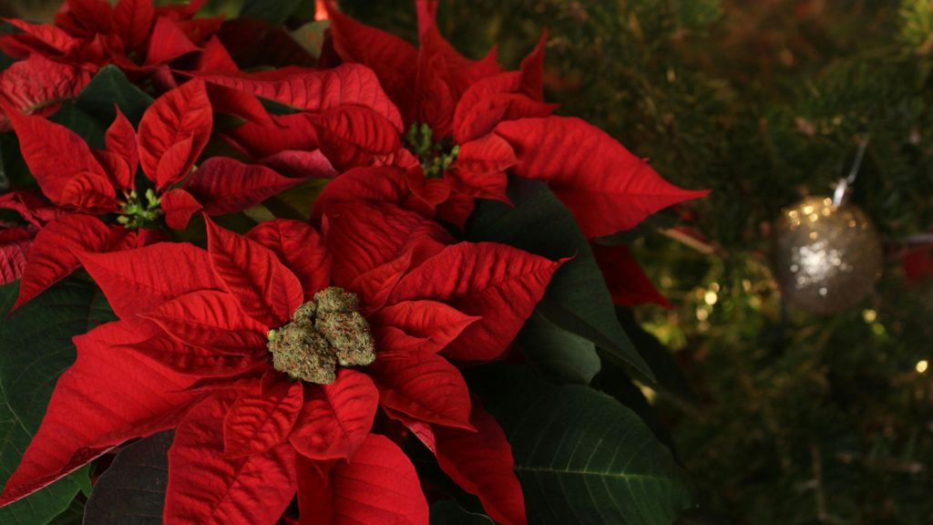 La Flor de Pascua no puede faltar en Navidad. FUENTE: Pexels