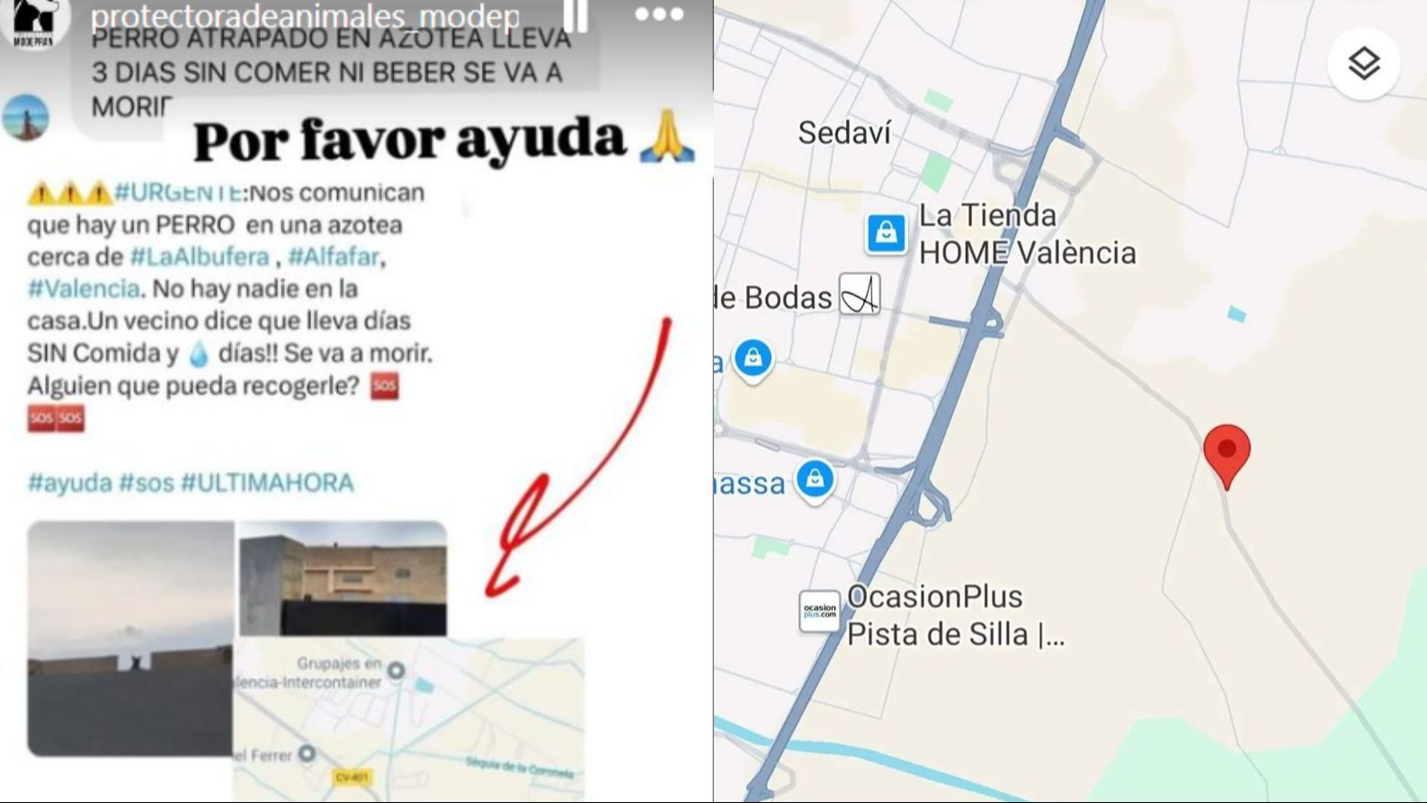 Perro atrapado en una azotea de Valencia