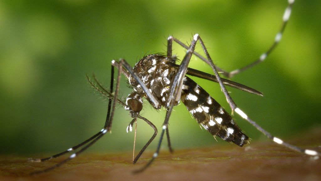 Imagen del mosquito tigre, cuya especie ha proliferado en el sur de Galicia en pleno otoño