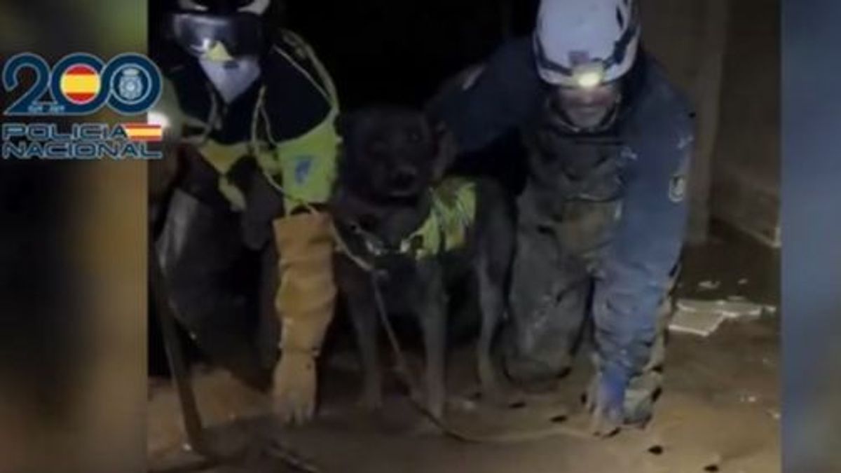 Perros de la Policía Nacional buscan víctimas de la DANA