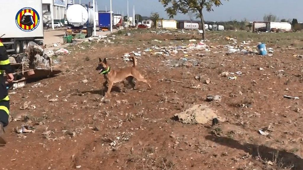 Unidad canina de Bomberos de Valencia trabajan en las labores de rescate tras la DANA