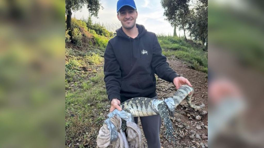 Capturan un lagarto de más de un metro de largo tras sorprender a unos vecinos en Matadepera