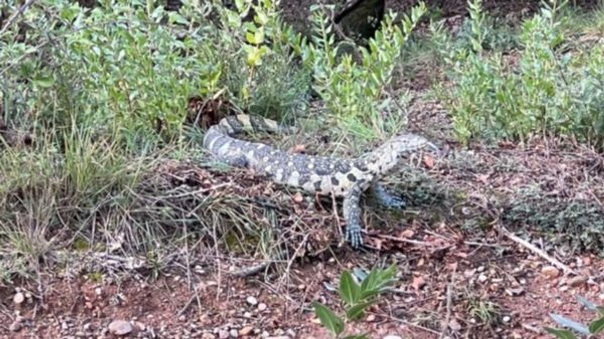 Capturan un lagarto de más de un metro de largo tras sorprender a unos vecinos en Matadepera