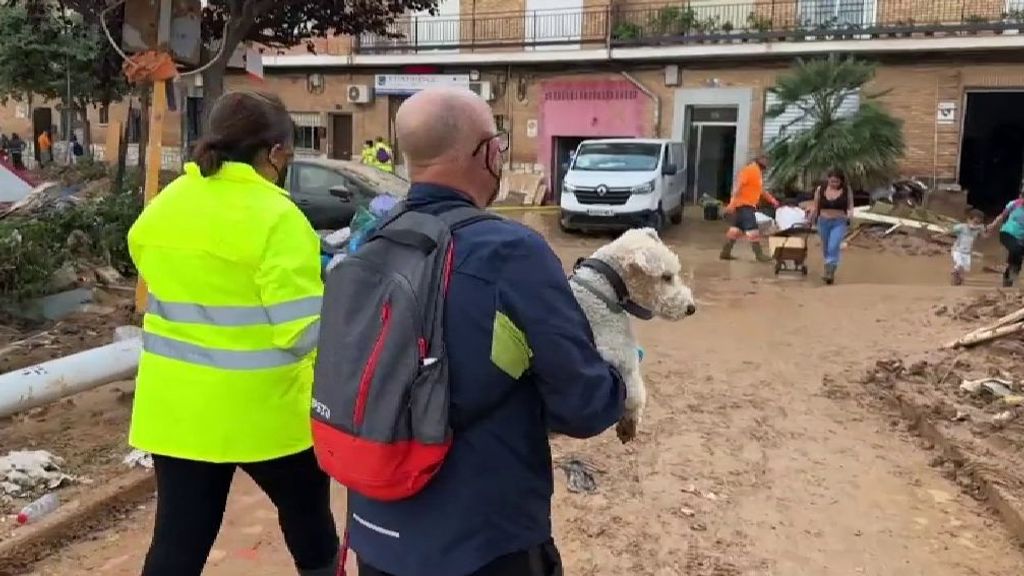 Cientos de animales afectados por la DANA de Valencia