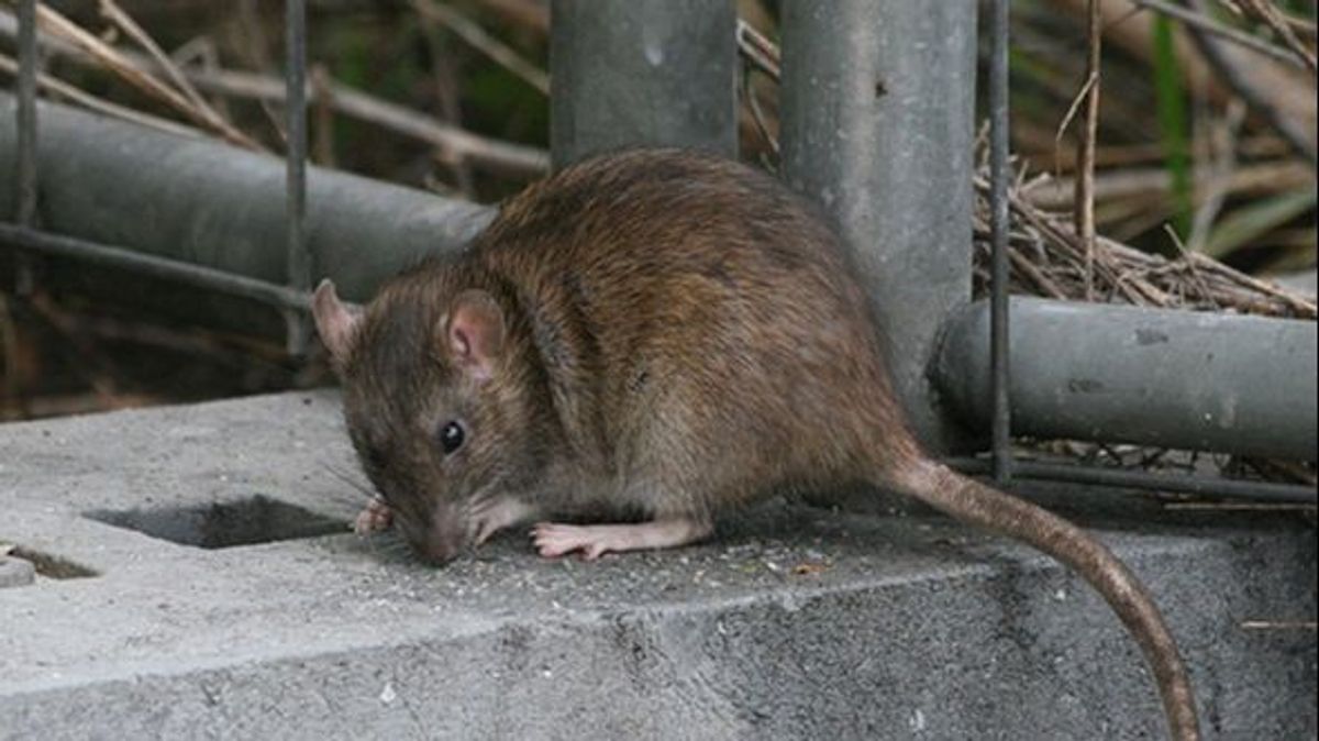 La leptospirosis se transmite por el contacto directo o indirecto con la orina de animales infectados, principalmente roedores.