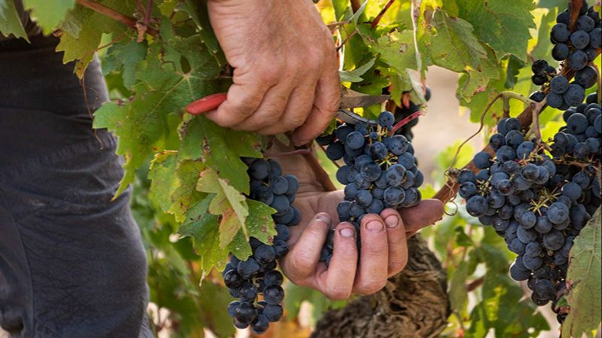 Un vendimiador recoge un racimo de uva en Rioja Alavesa