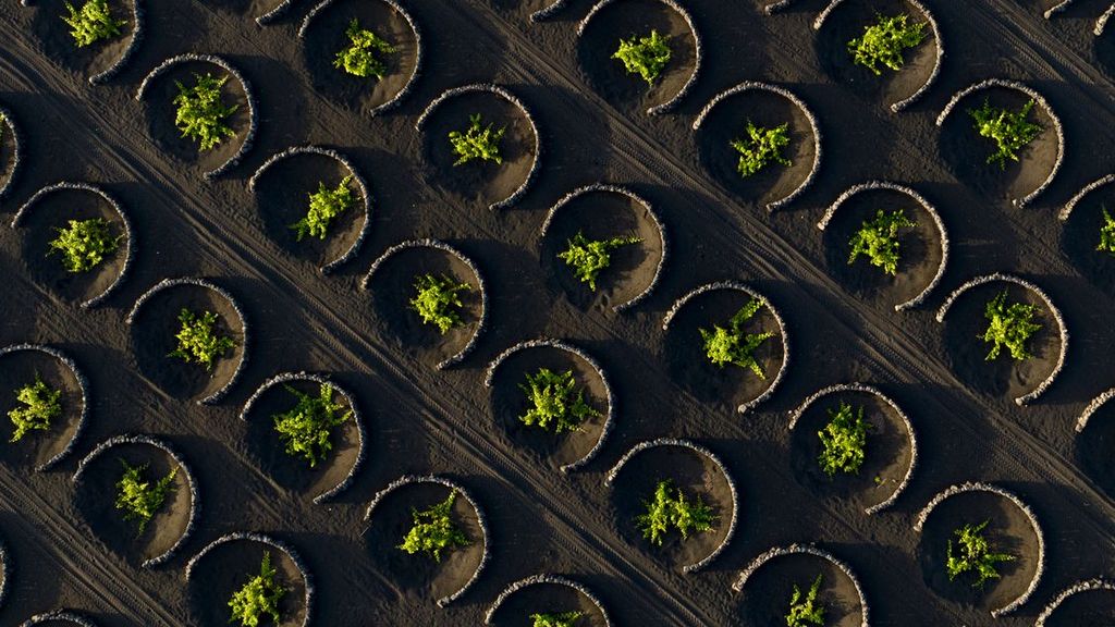 En La Geria se cultiva la malvasía volcánica, una cepa única en el mundo