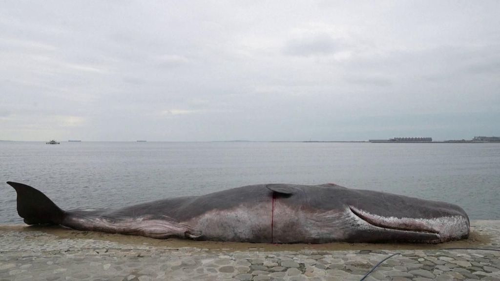 Instalan la recreación de una ballena varada en la COP29 para denunciar el deterioro de los océanos