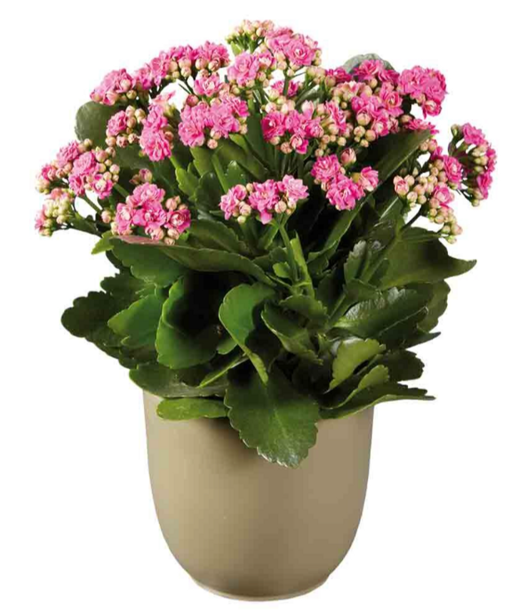 Kalanchoe