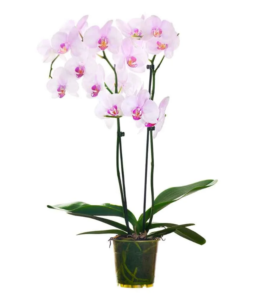 Orquídea