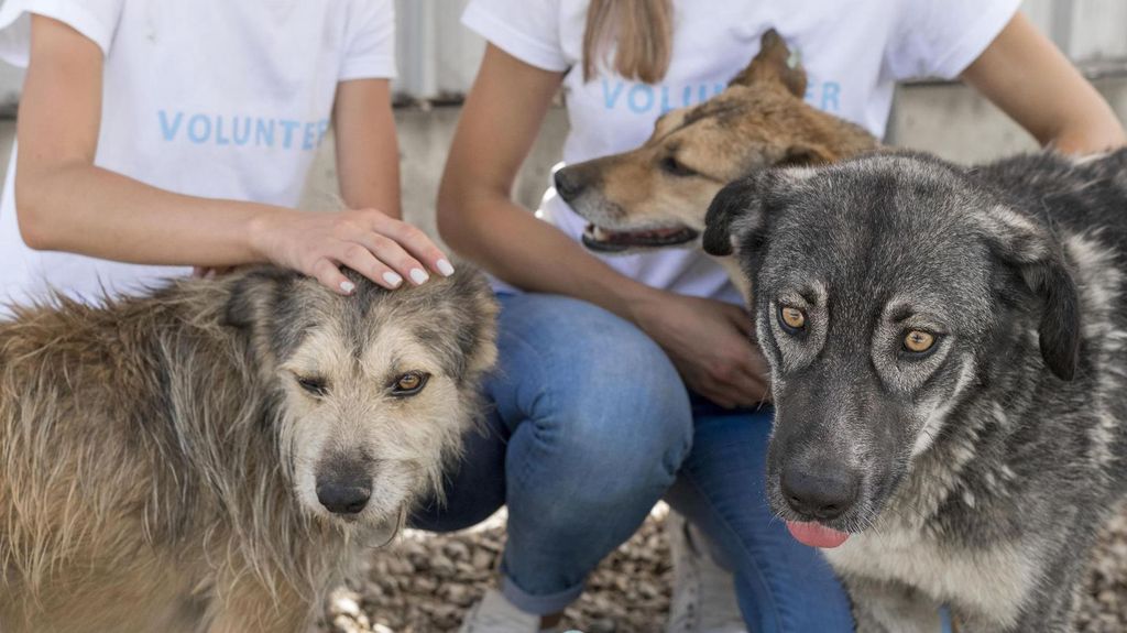 Perros del Centro de Animales de Huelva capital.