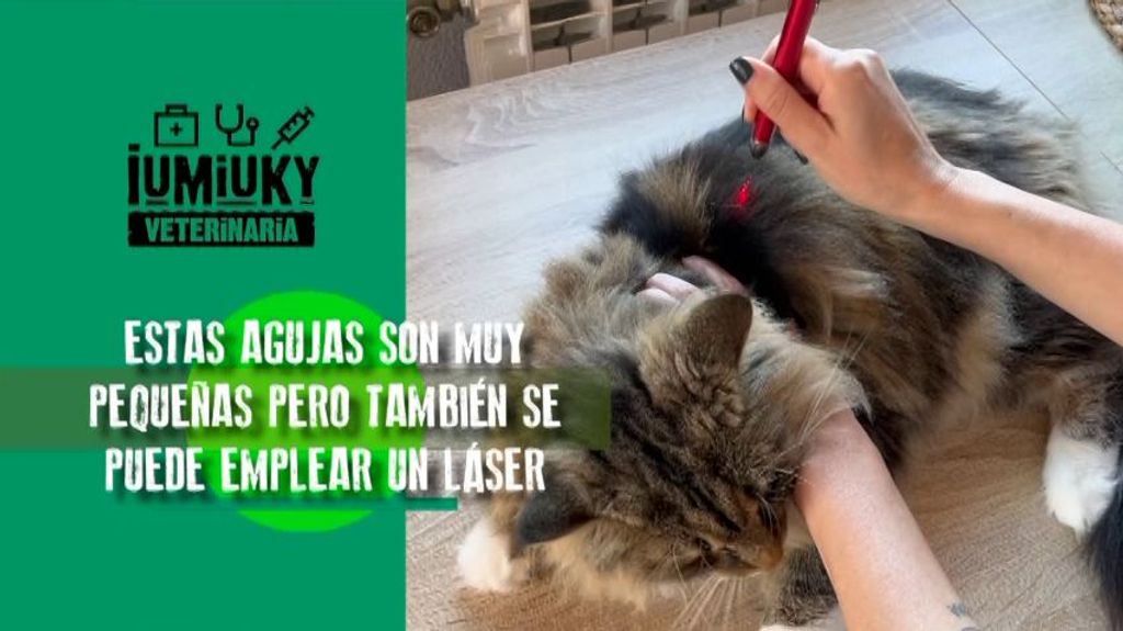 Acupuntura o uso del láser en gatos