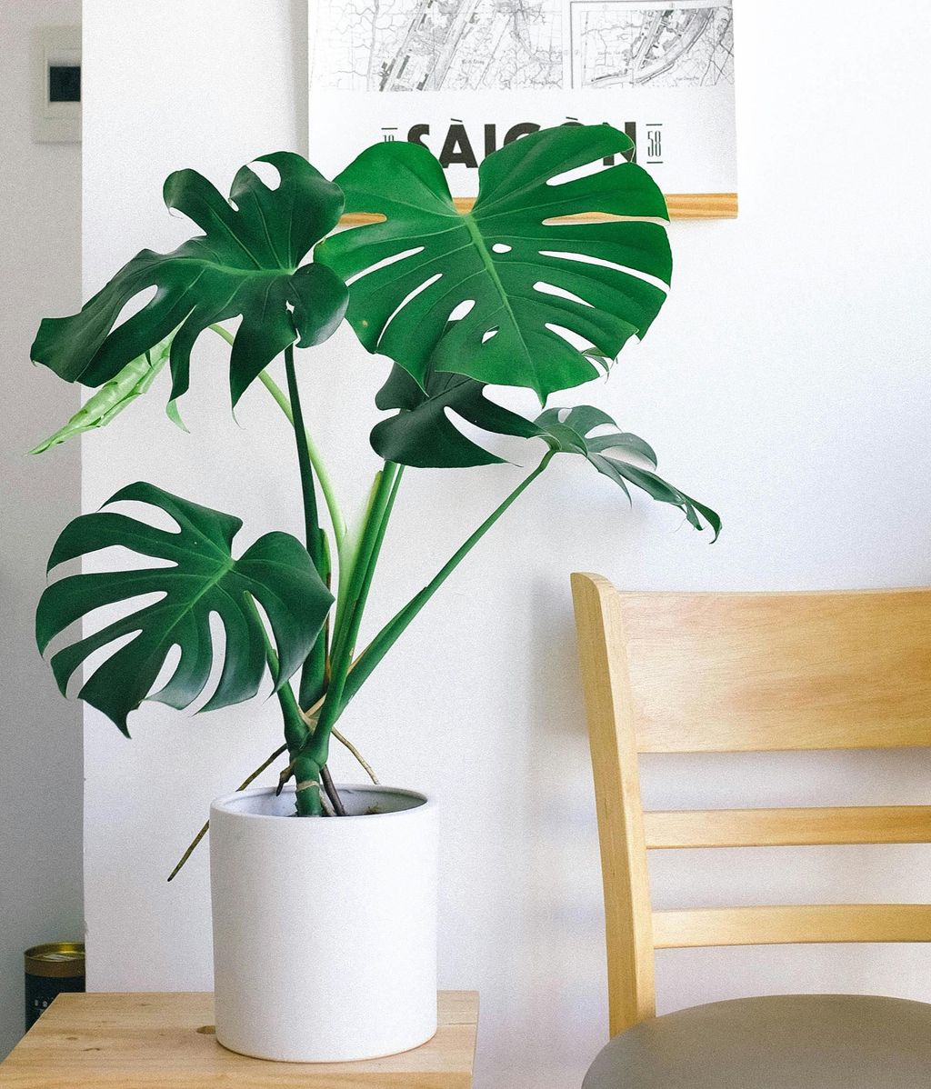 Monstera